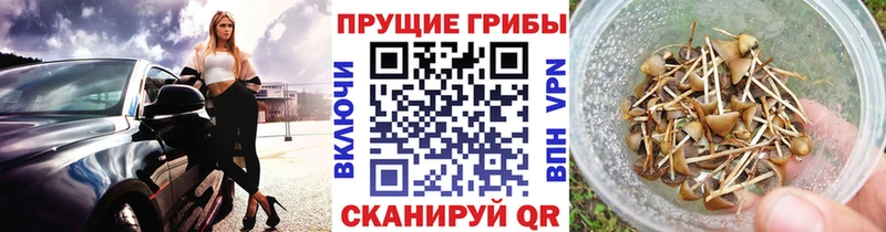 Купить где  Буинск  Галлюциногенные грибы Cubensis 